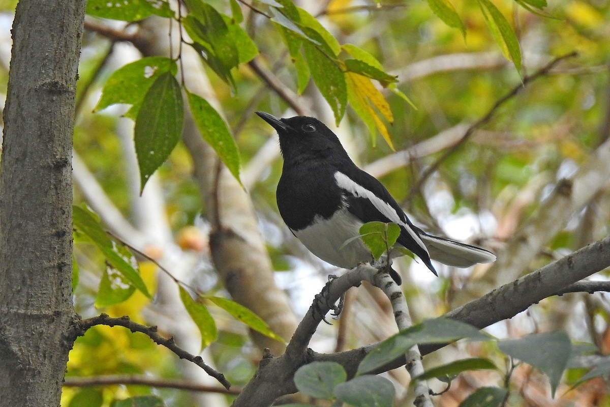 Oriental Magpie-Robin - ML612217373