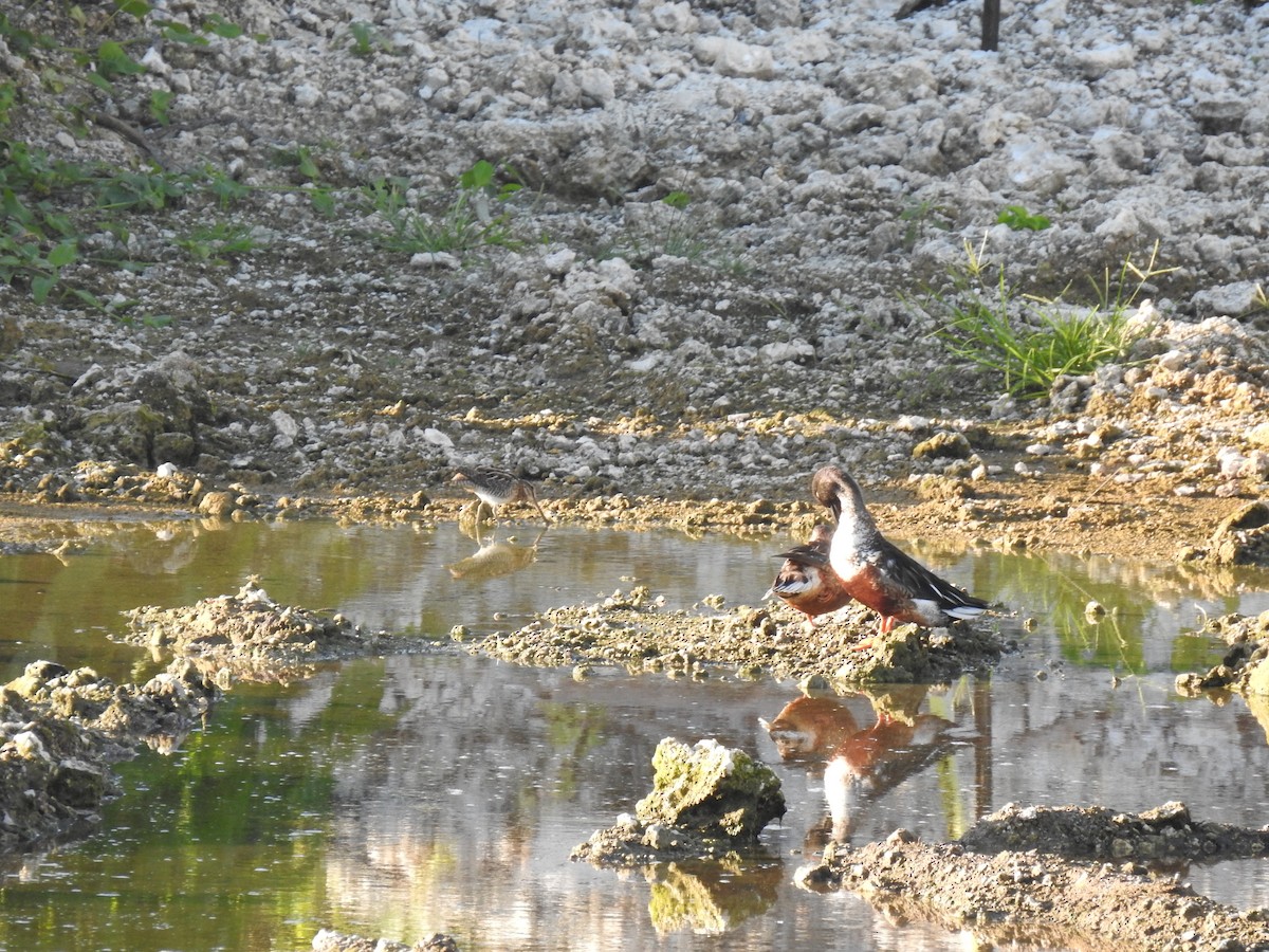 Swinhoe's Snipe - ML612217439