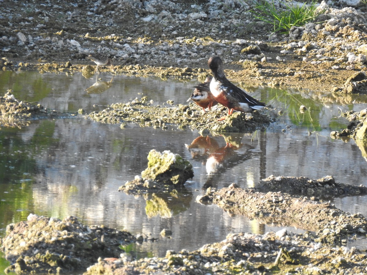 Swinhoe's Snipe - Ann Kitalong