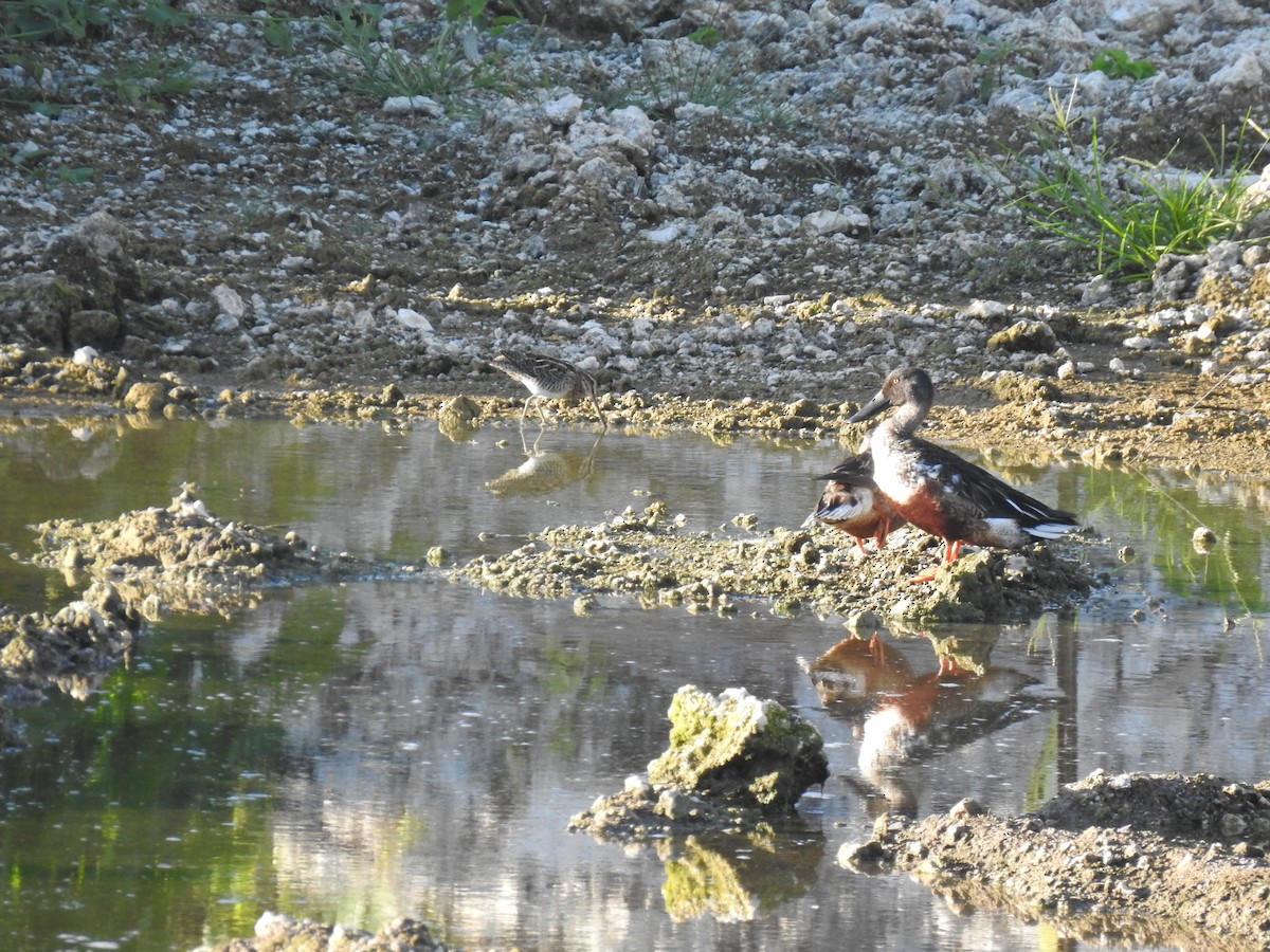 Swinhoe's Snipe - ML612217447