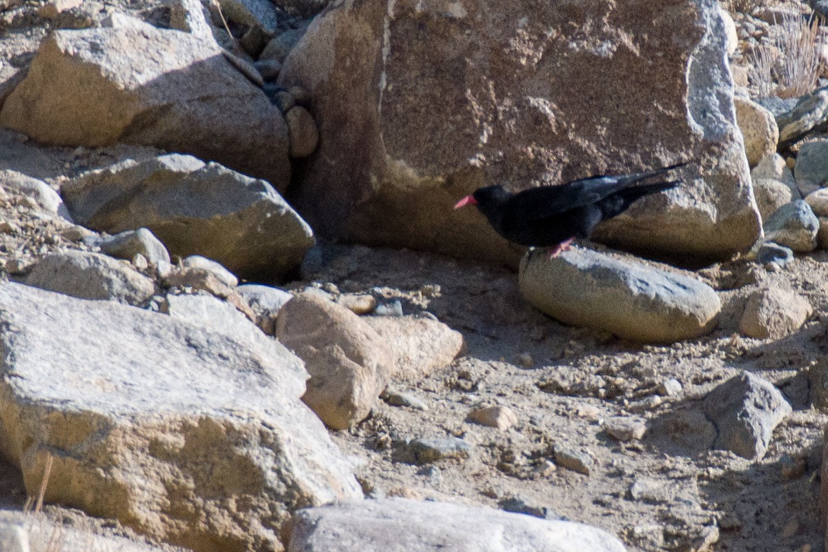 Red-billed Chough - ML612217666