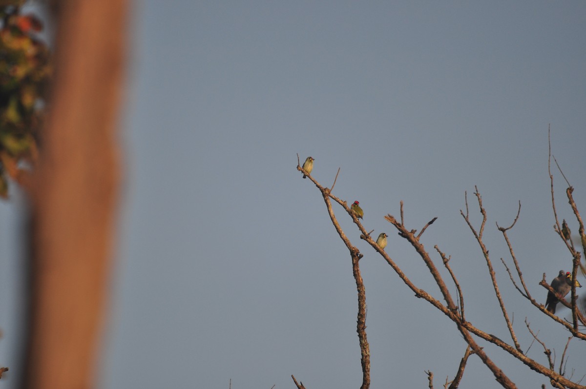 Coppersmith Barbet - Arun Raghuraman