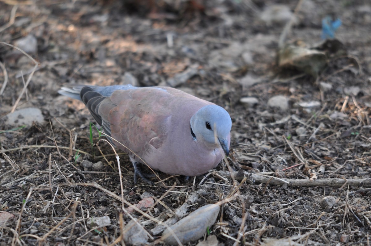 Eurasian Collared-Dove - ML612217822