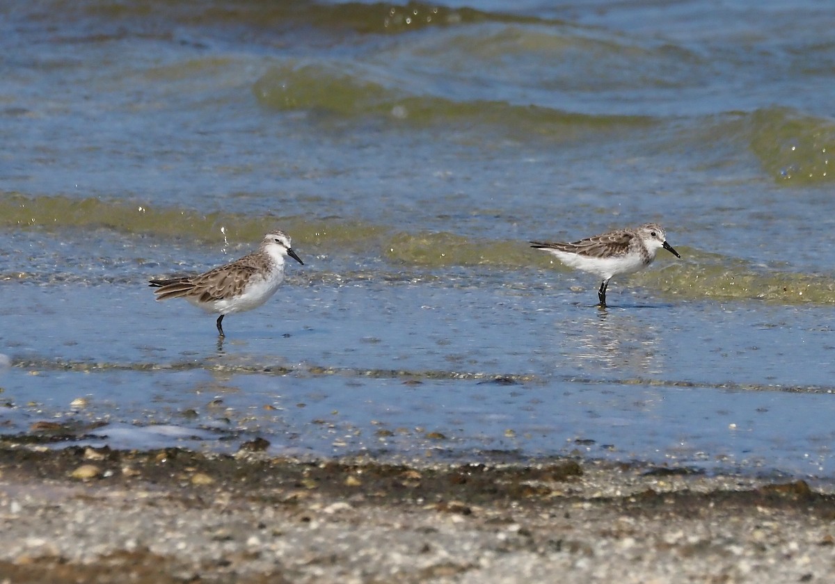 Little Stint - ML612217985