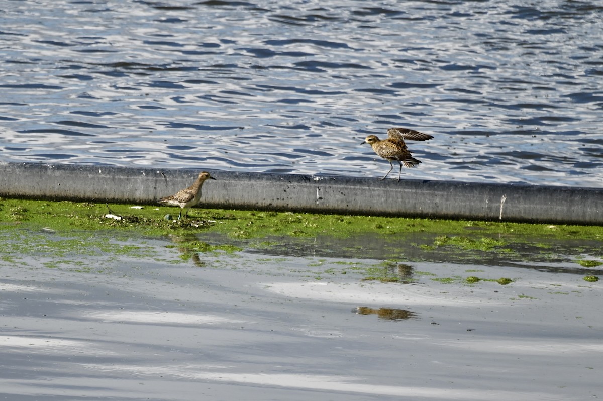 Pacific Golden-Plover - ML612218020