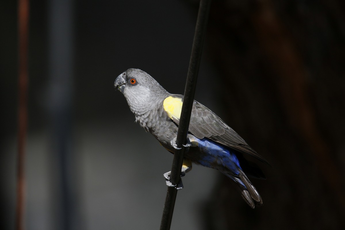 Rüppell's Parrot - ML612218021