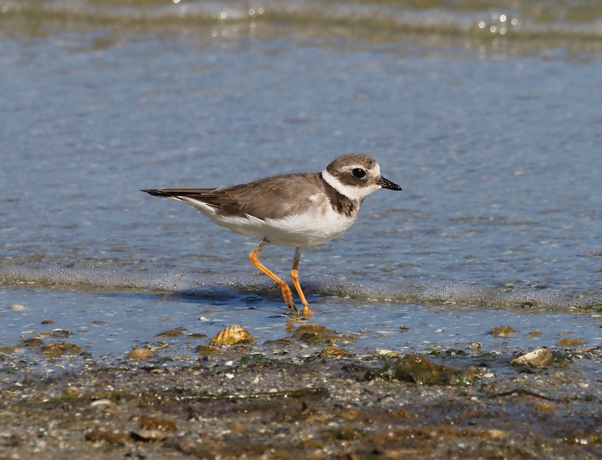 Common Ringed Plover - ML612218039