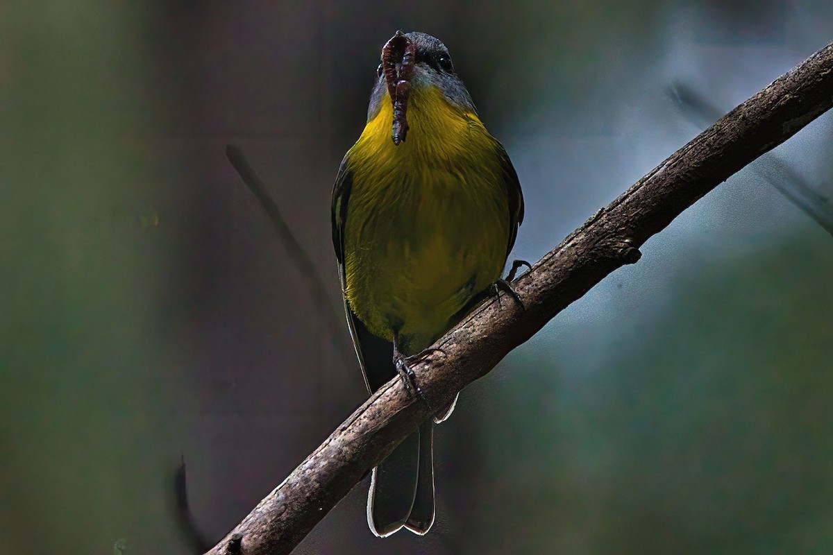 Eastern Yellow Robin - Alfons  Lawen