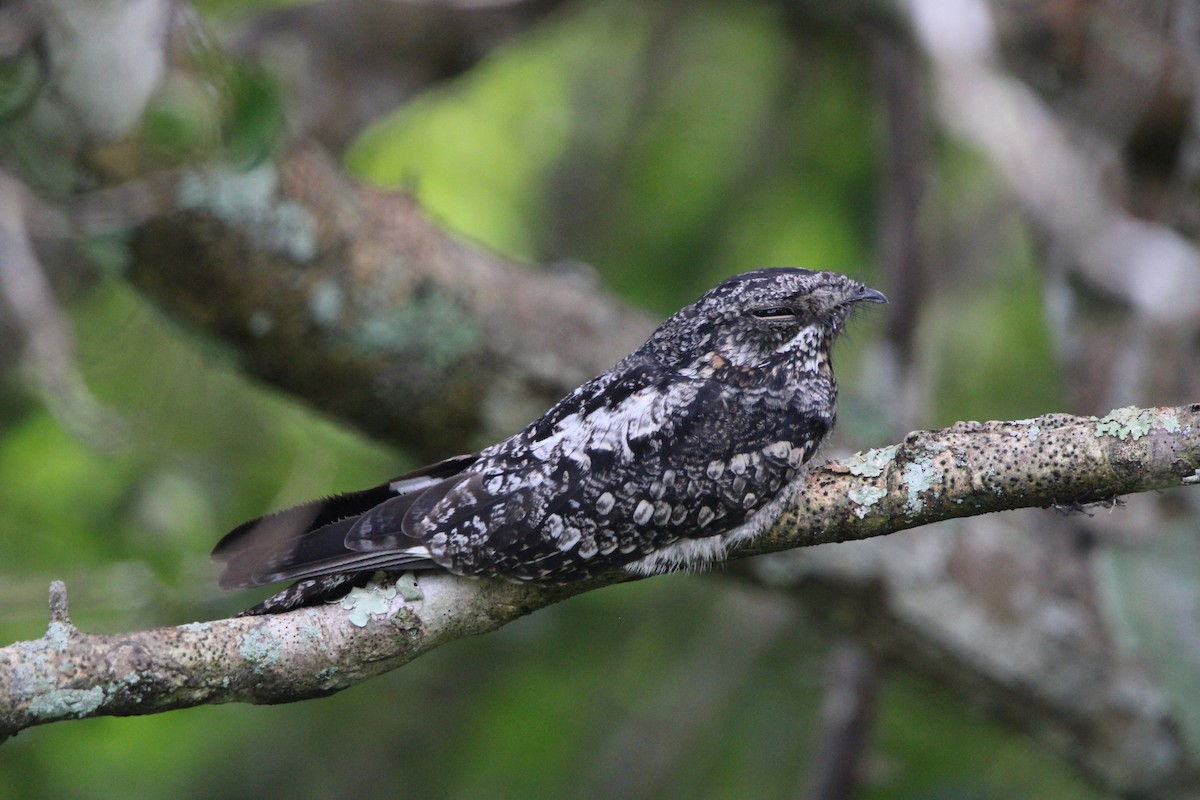 Jungle Nightjar - ML612218120