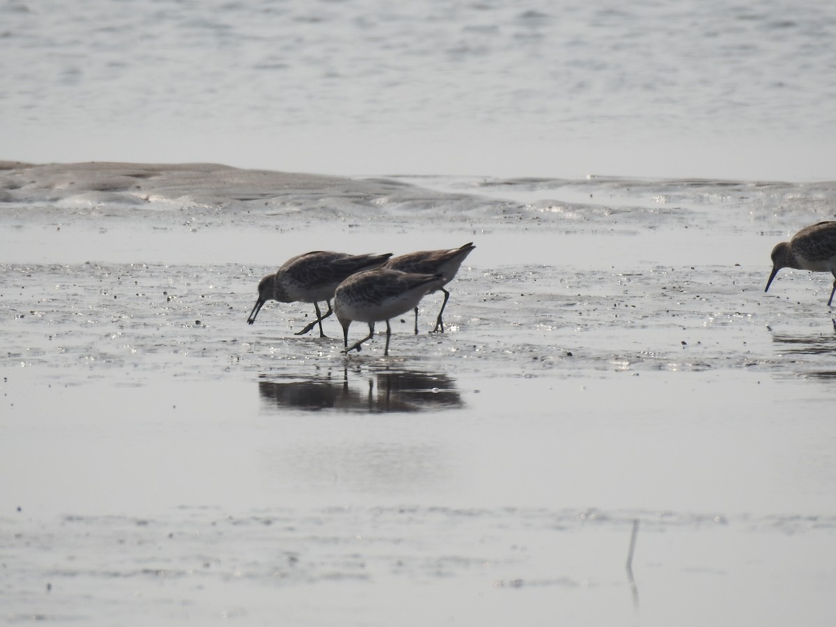 Great Knot - ML612218215