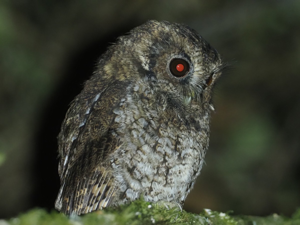 Cloud-forest Screech-Owl - ML612218226