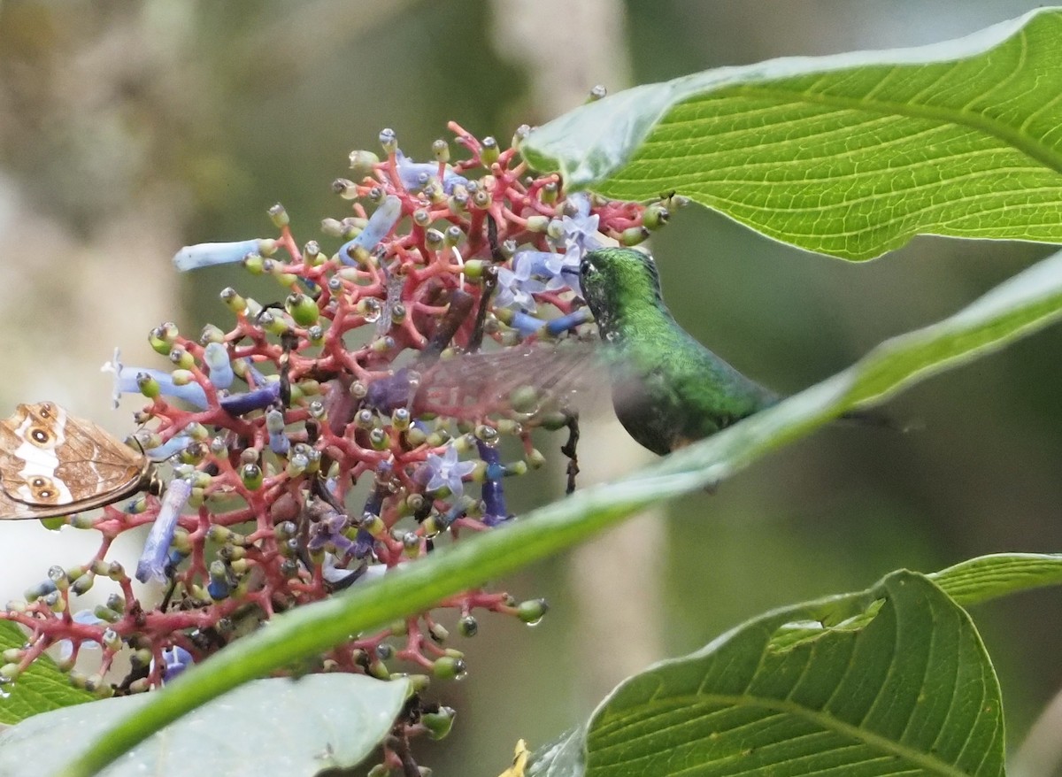 Rufous-booted Racket-tail (Anna's) - ML612218261