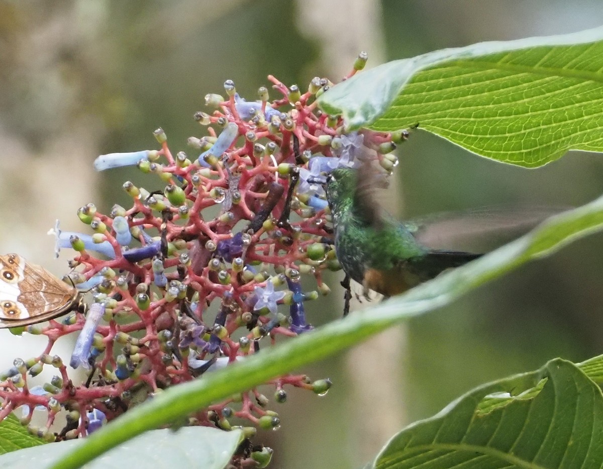 Colibrí de Raquetas Faldirrojo (annae) - ML612218300