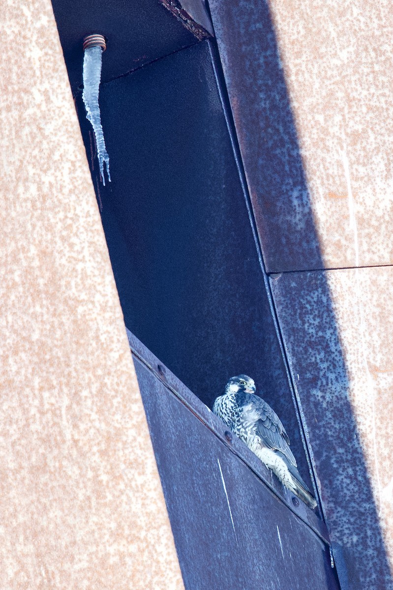 Peregrine Falcon - Anonymous