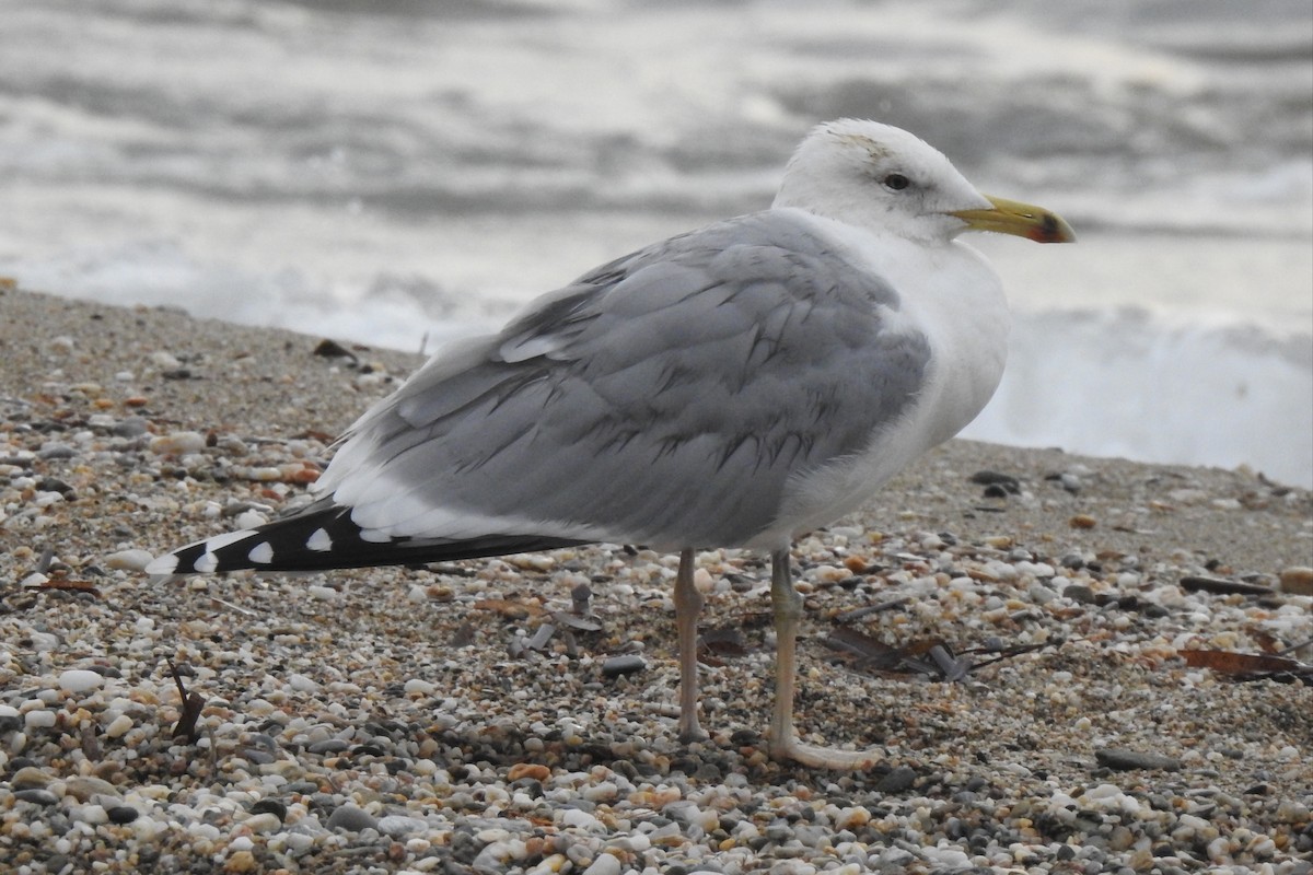 Caspian Gull - ML612218364