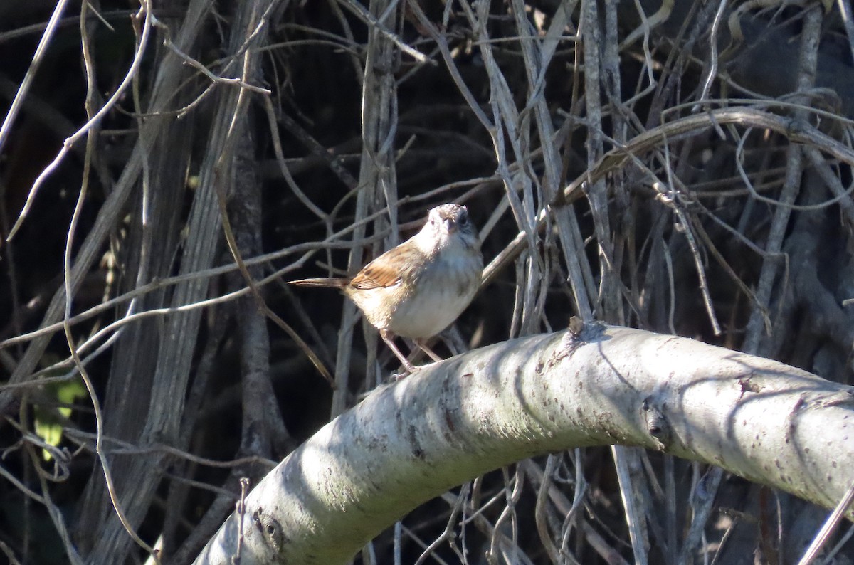 Swamp Sparrow - ML612218393