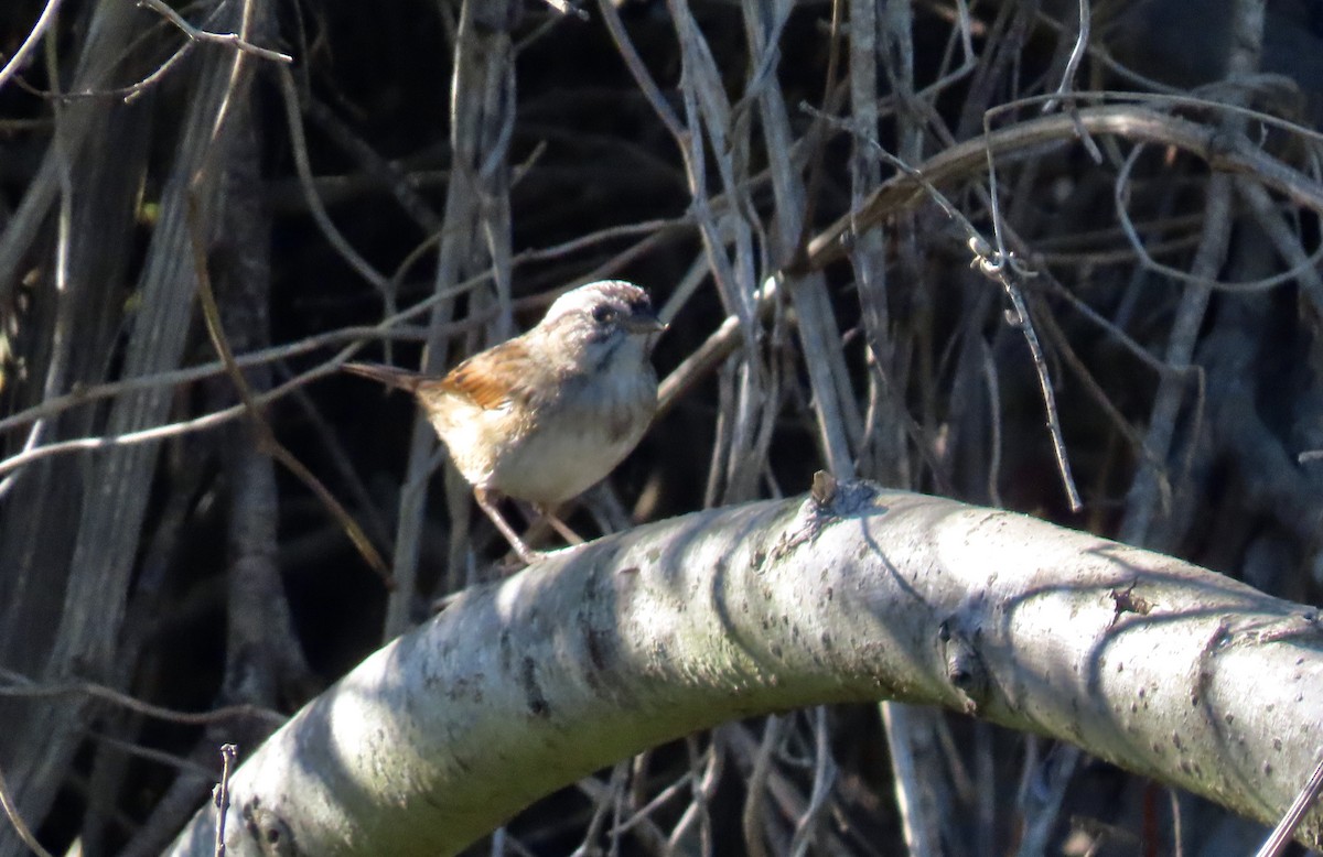 Swamp Sparrow - ML612218394