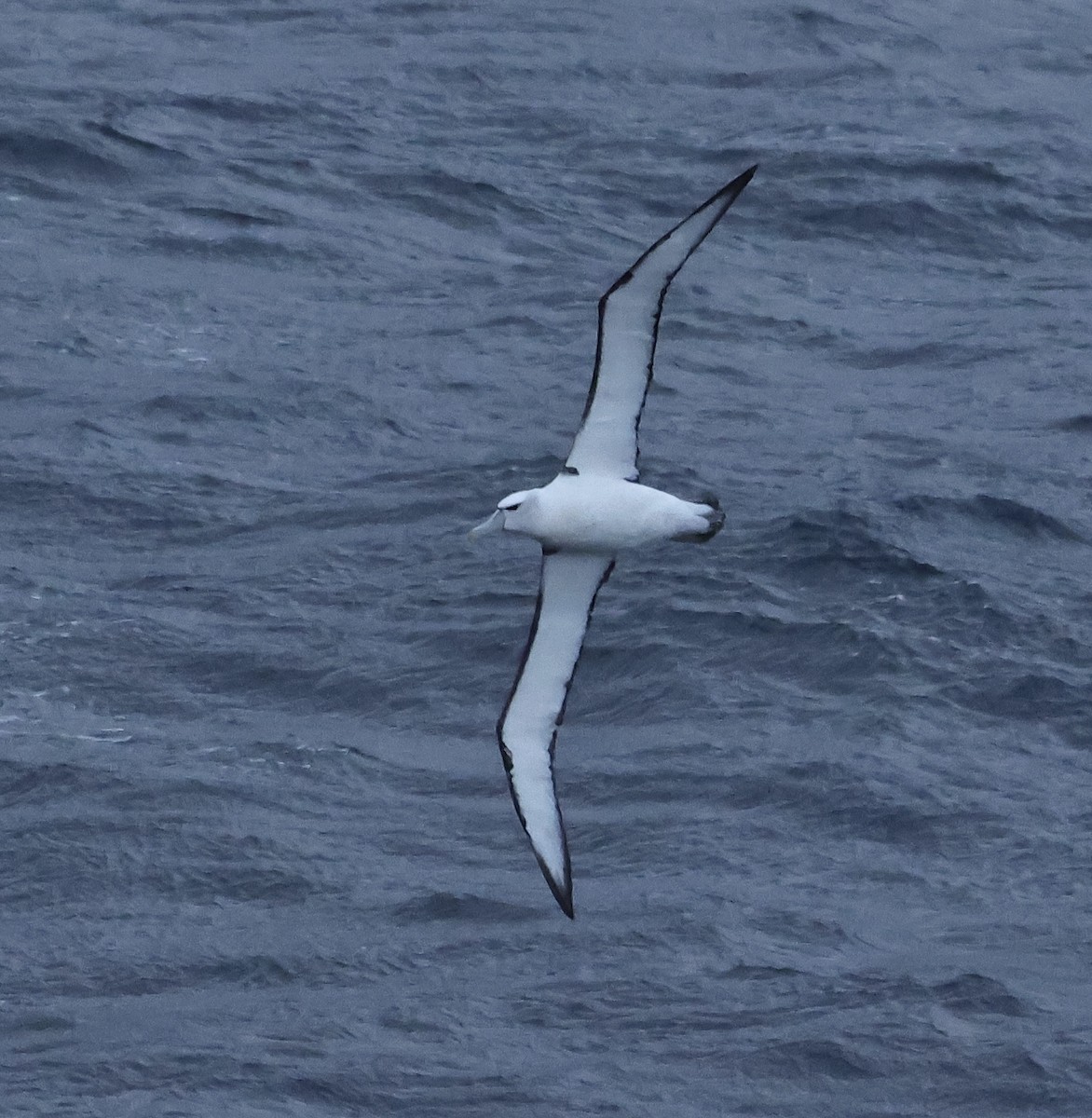 White-capped Albatross - ML612218466