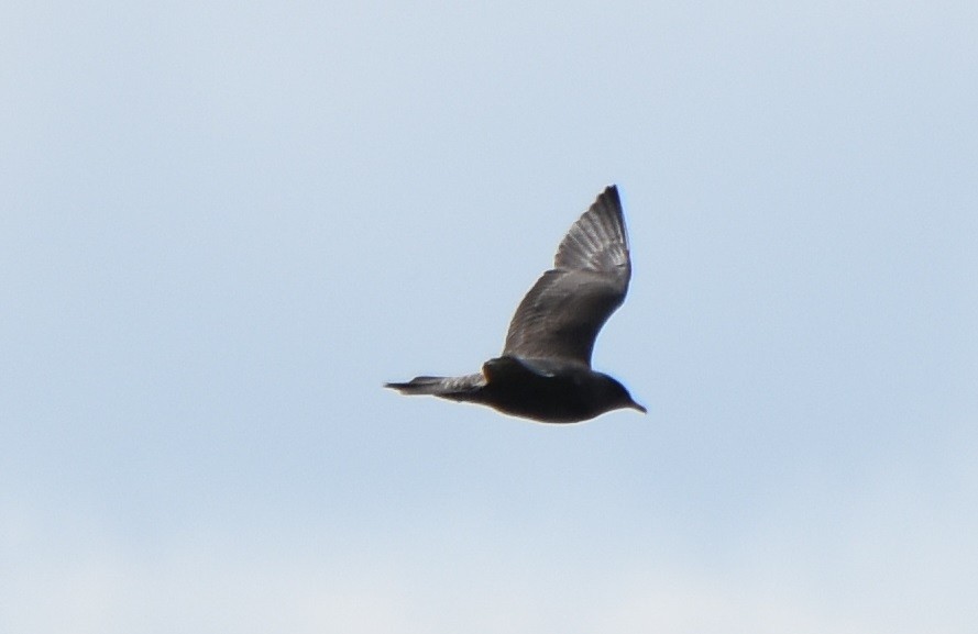 Long-tailed Jaeger - ML612218487