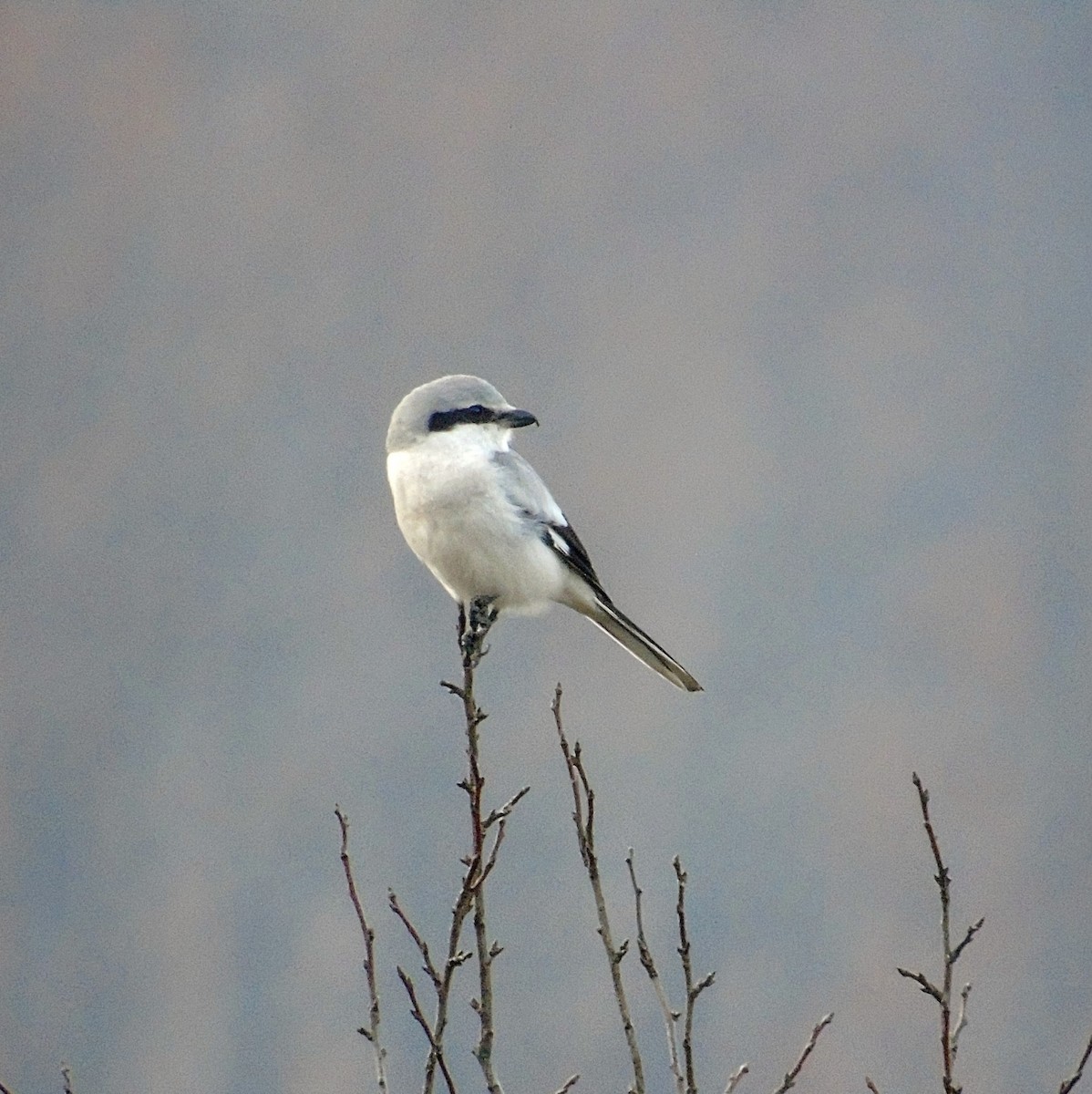 Great Gray Shrike - ML612218499