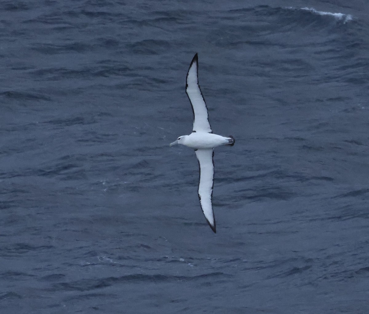 White-capped Albatross - ML612218510