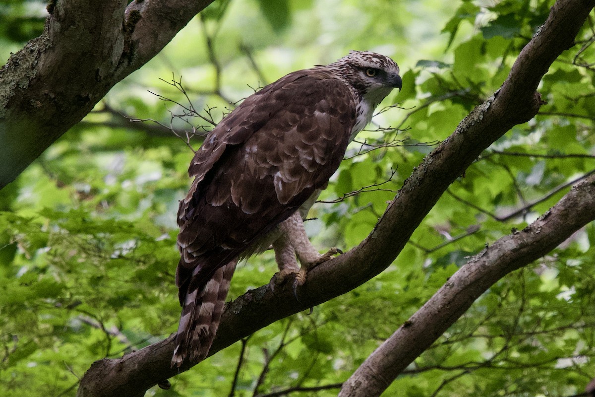 Mountain Hawk-Eagle - ML612218547