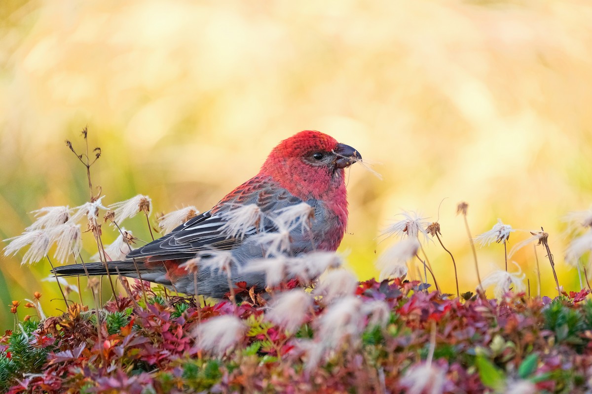Pine Grosbeak - ML612218548