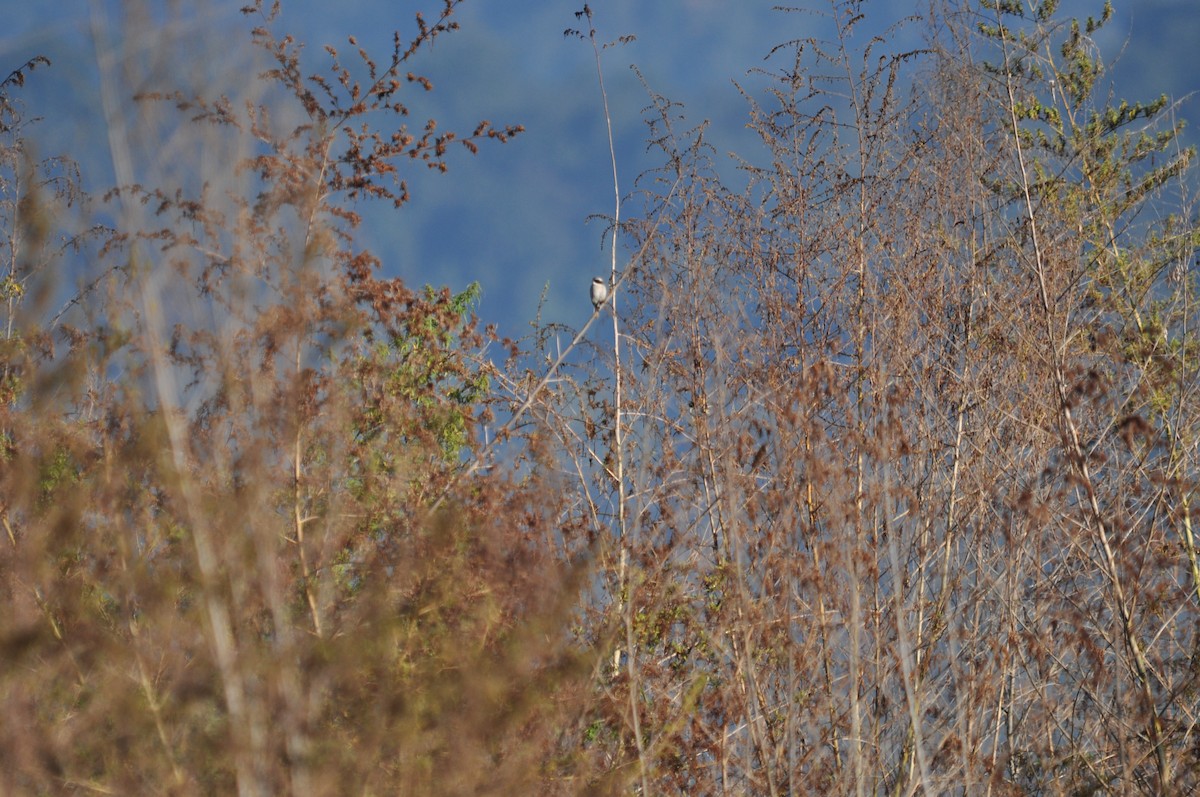 Common Woodshrike - ML612218552