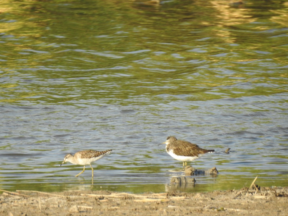 Green Sandpiper - ML612218582