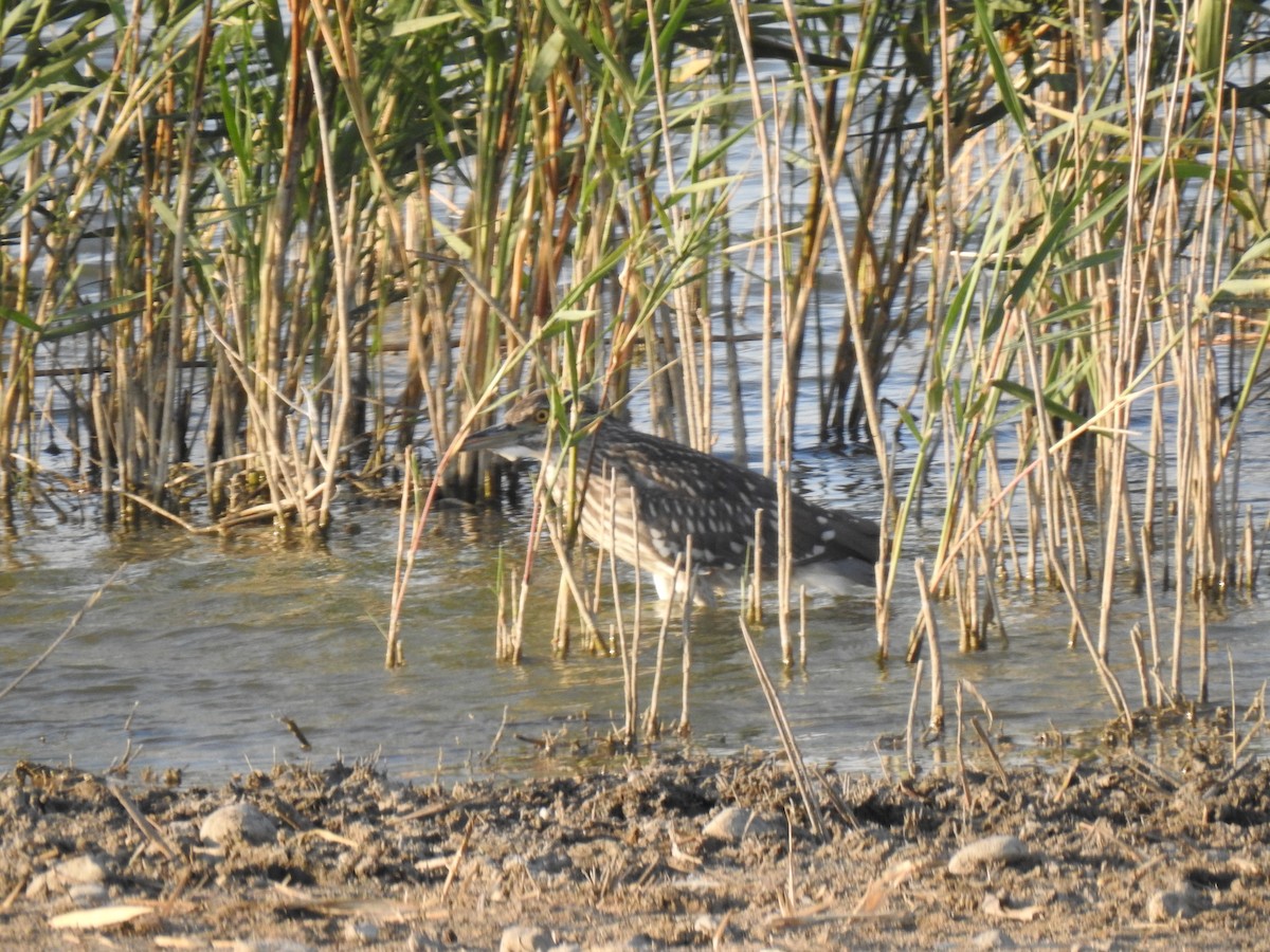 Black-crowned Night Heron - ML612218586