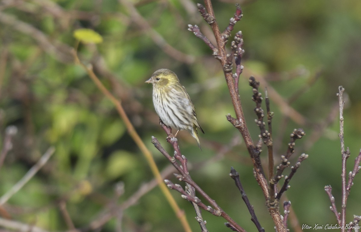 Eurasian Siskin - ML612218604