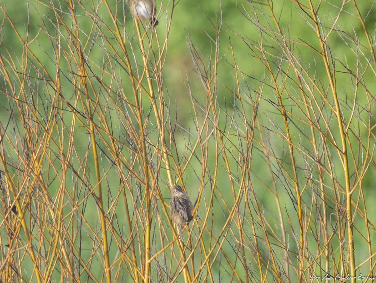 Zitting Cisticola - ML612218615