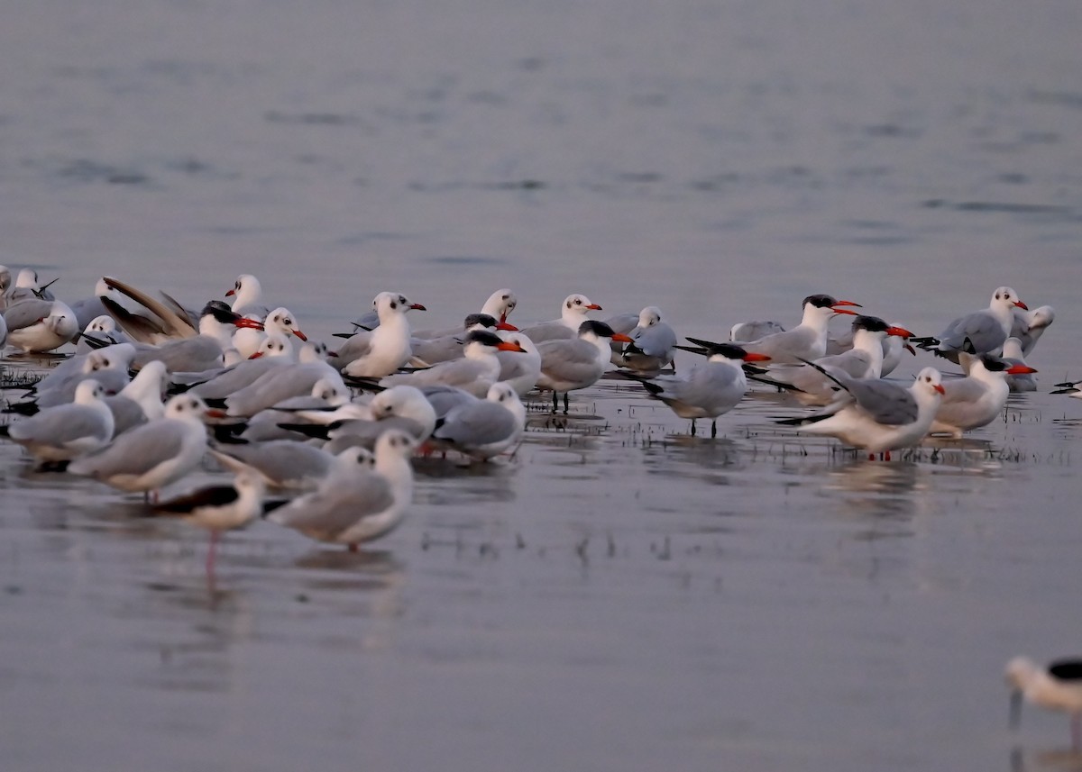 Caspian Tern - ML612218643