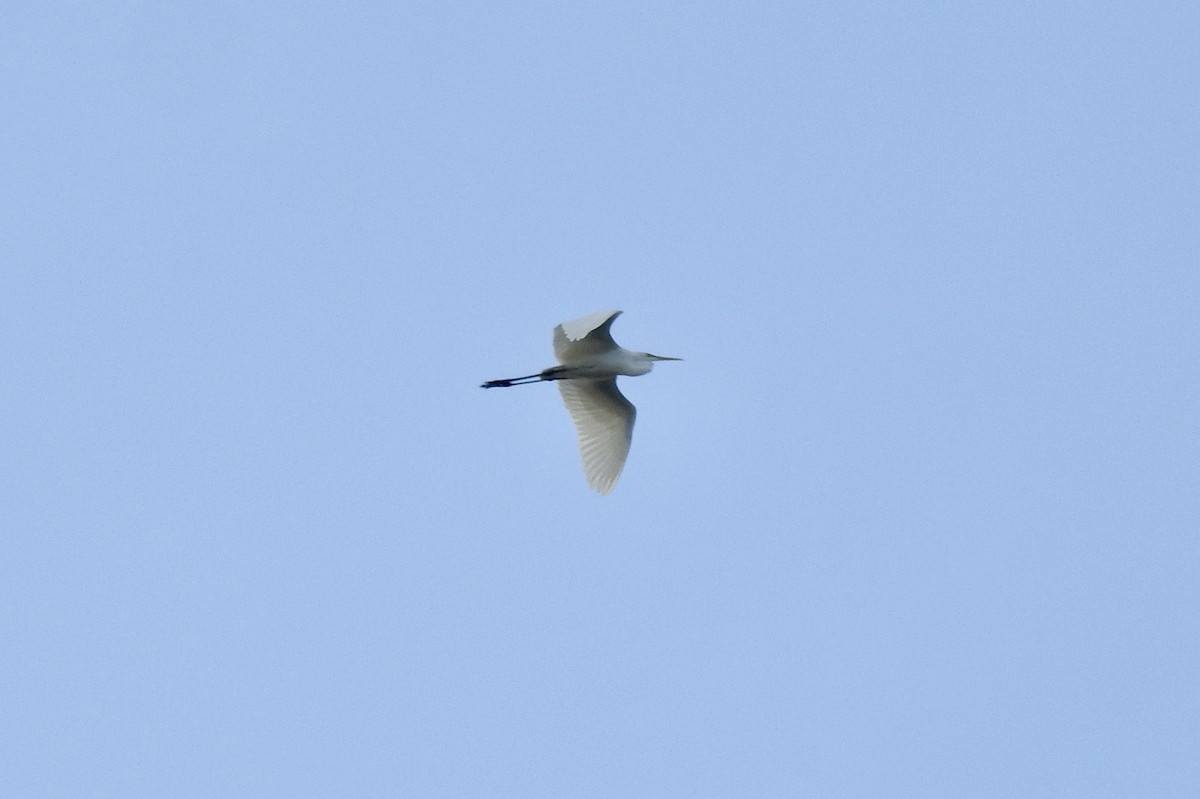 Great Egret - ML612218650