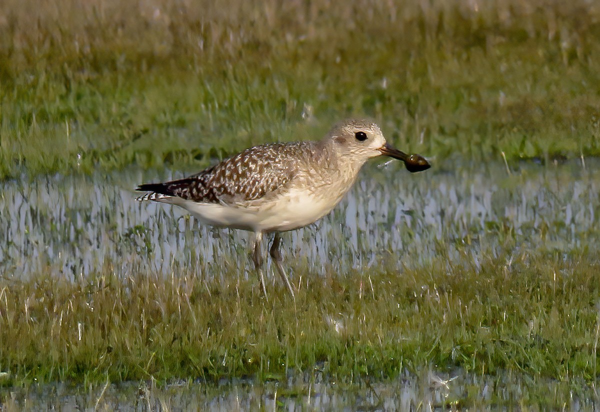 Black-bellied Plover - ML612218672