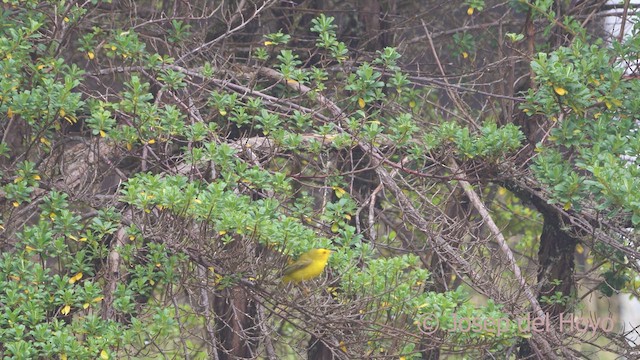 Wilson's Warbler - ML612218674