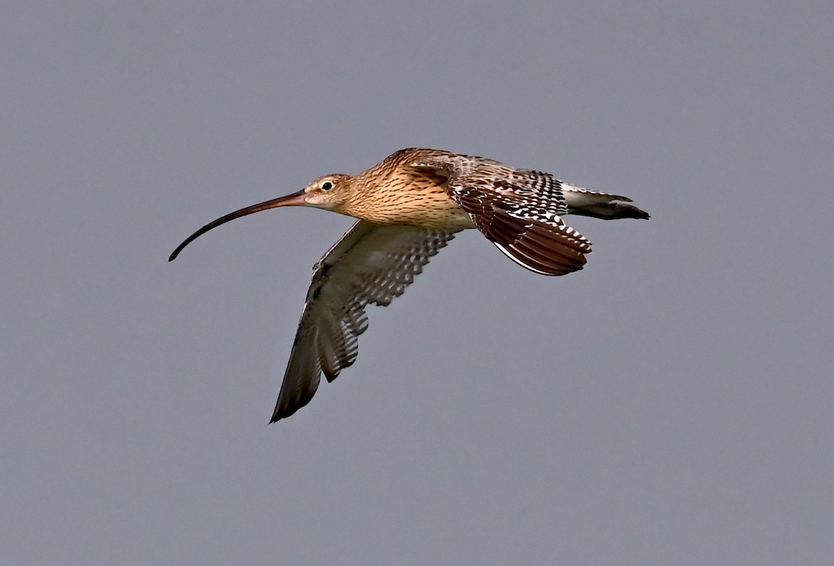 Eurasian Curlew - ML612218676