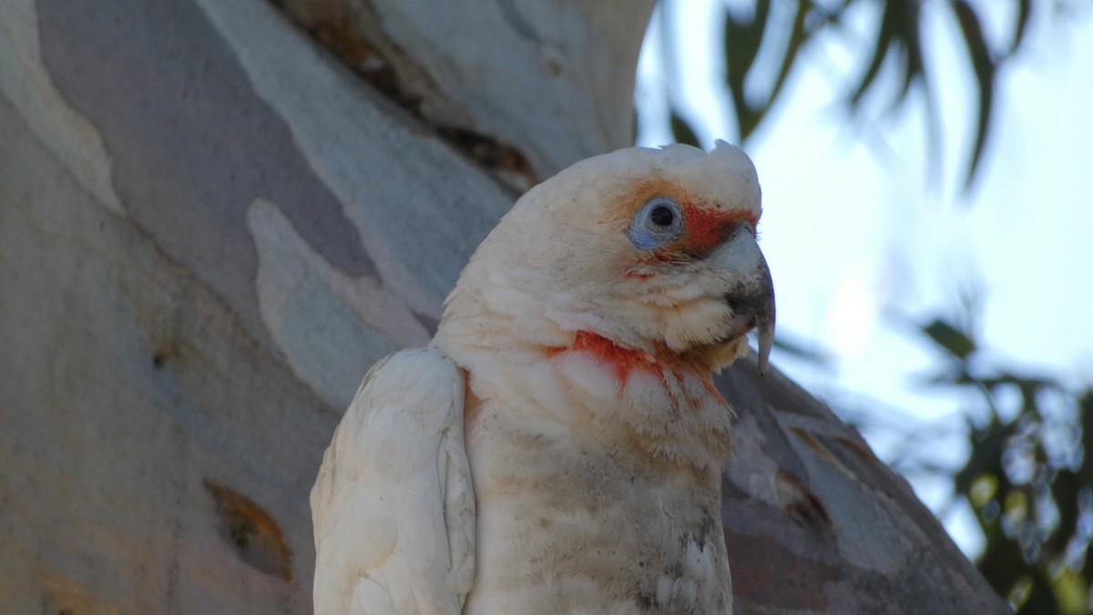 Long-billed Corella - ML612218678