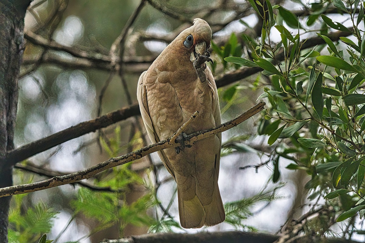 Cacatoès corella - ML612218693