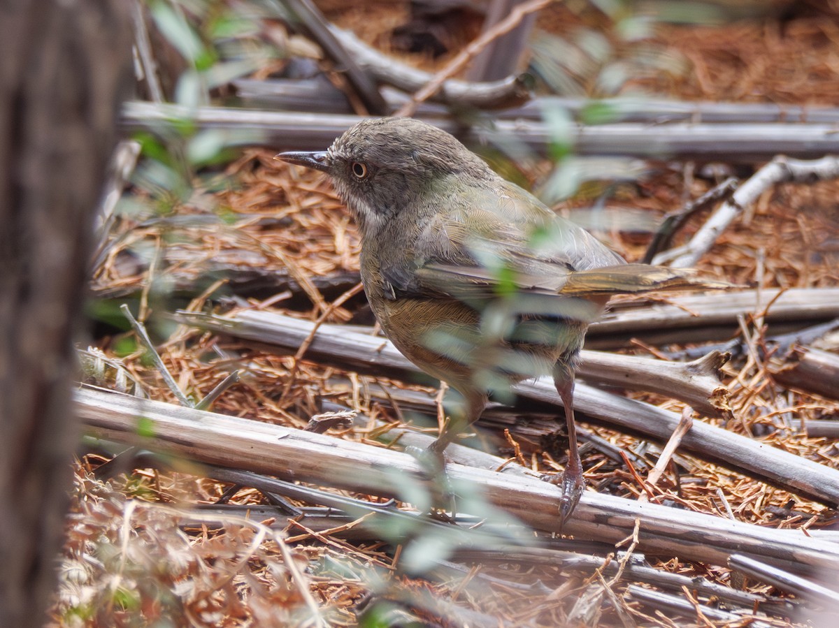 Tasmanian Scrubwren - ML612218696