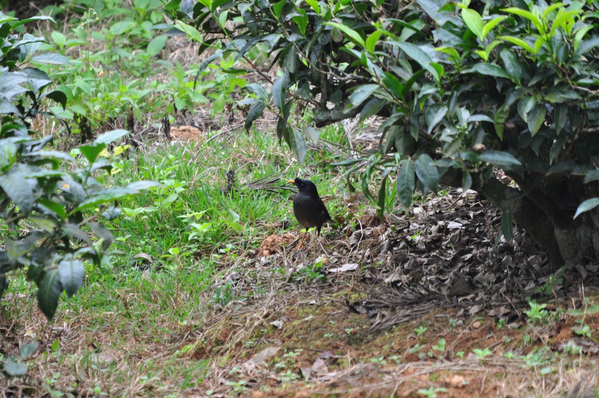 Jungle Myna - ML612218706
