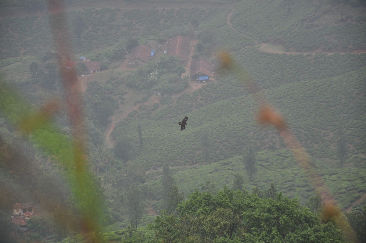 Black Eagle - ML612218711