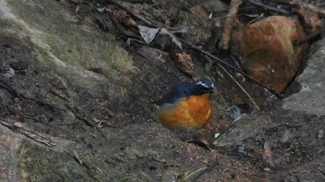 Indian Blue Robin - ML612218772