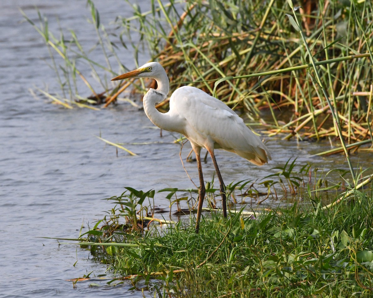 Great Egret - ML612218838