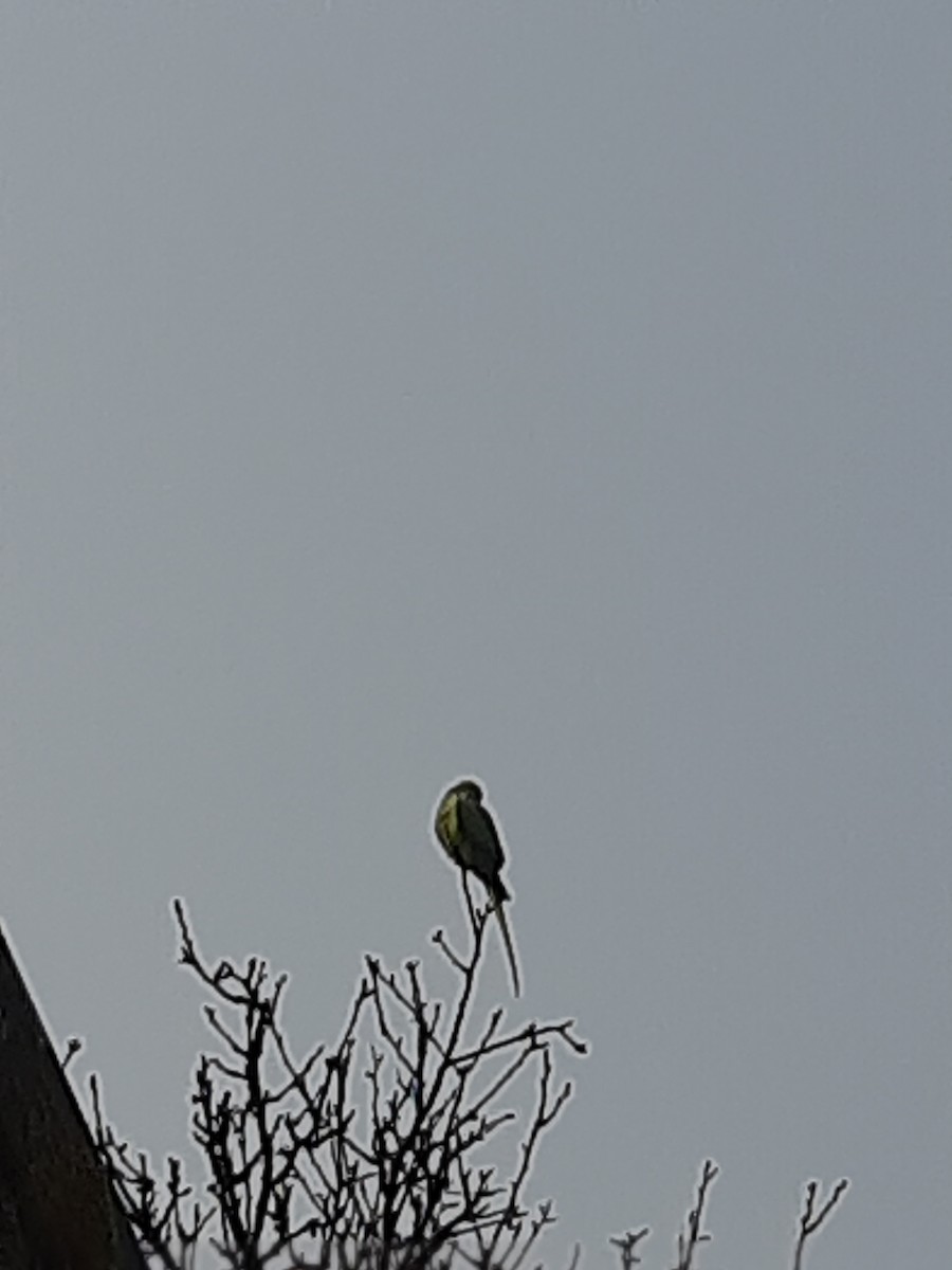 Rose-ringed Parakeet - Anonymous