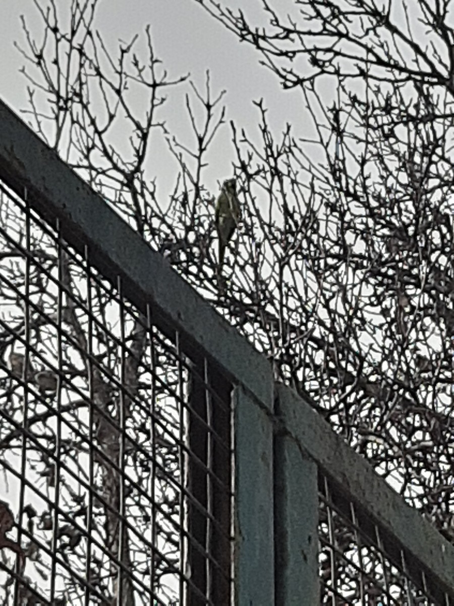 Rose-ringed Parakeet - Anonymous