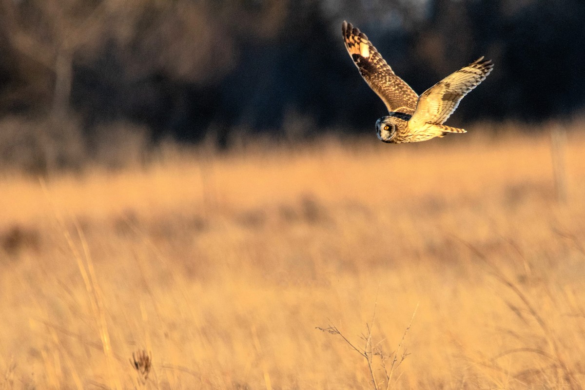 Short-eared Owl - ML612218926