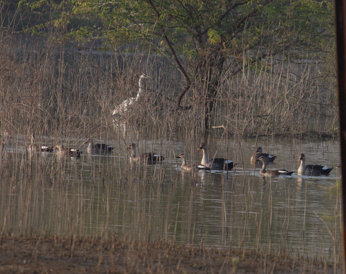 Indian Spot-billed Duck - ML612218929