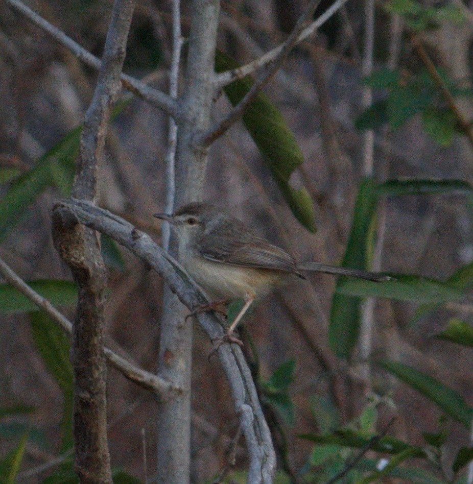 Plain Prinia - KUNAPARAJU SHANMUKHA VARMA