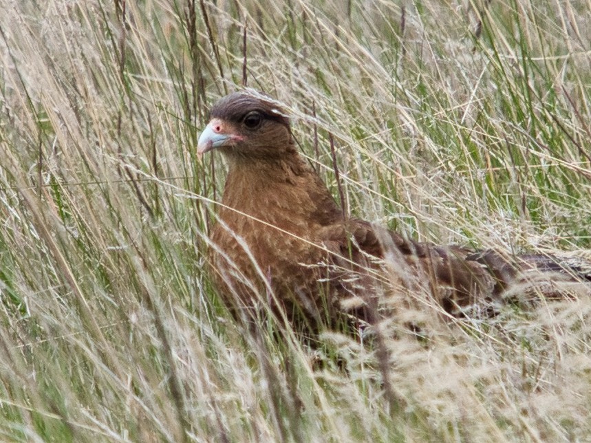 Caracara chimango - ML612218950